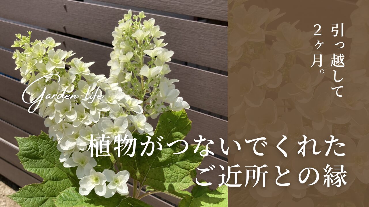 雑草抜きしてたら、お庭がどんどん豊かになった朝の話