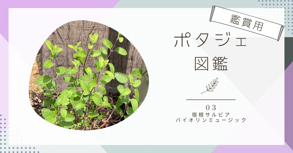 宿根サルビア バイオリンミュージックの育て方と成長記録｜ポタジェ図鑑03