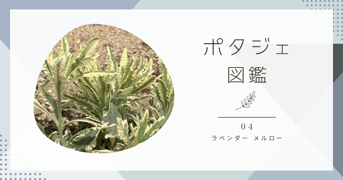 ラベンダーメルローの育て方と成長記録｜ポタジェ図鑑04