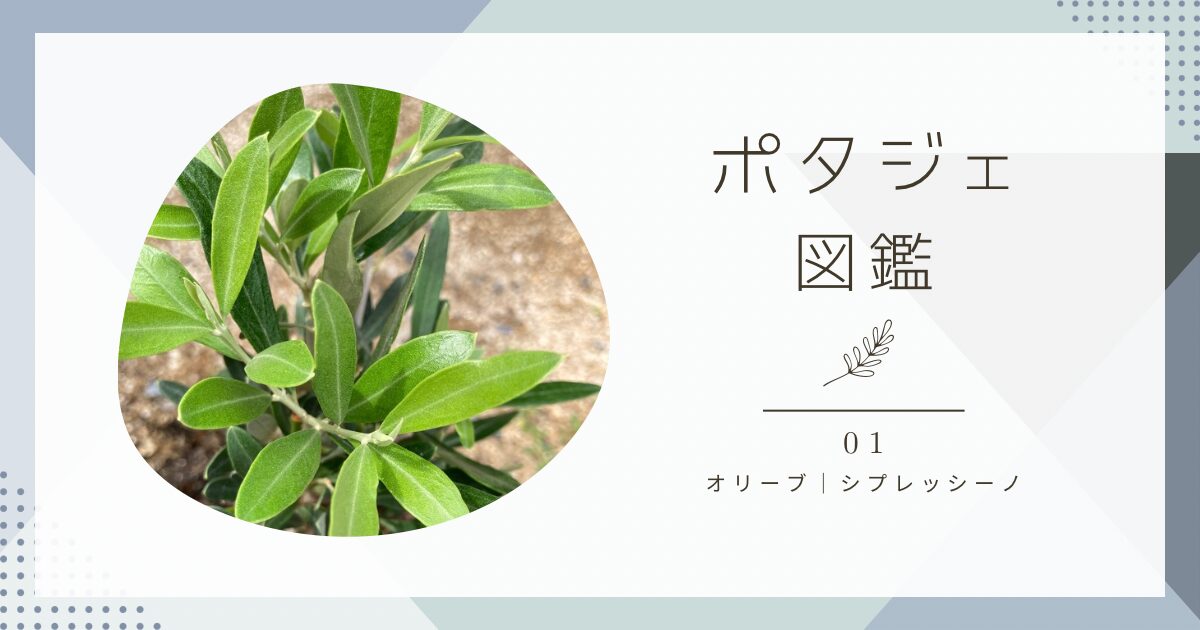 オリーブ（シプレッシーノ）の育て方と成長記録｜ポタジェ図鑑01