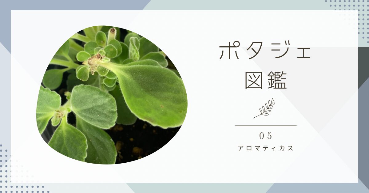 アロマティカスの育て方と成長記録｜ポタジェ図鑑05